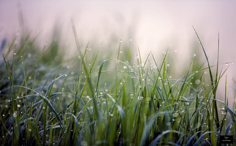 Morning Dew 