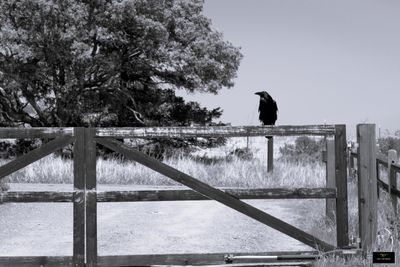 Sonoma Journey