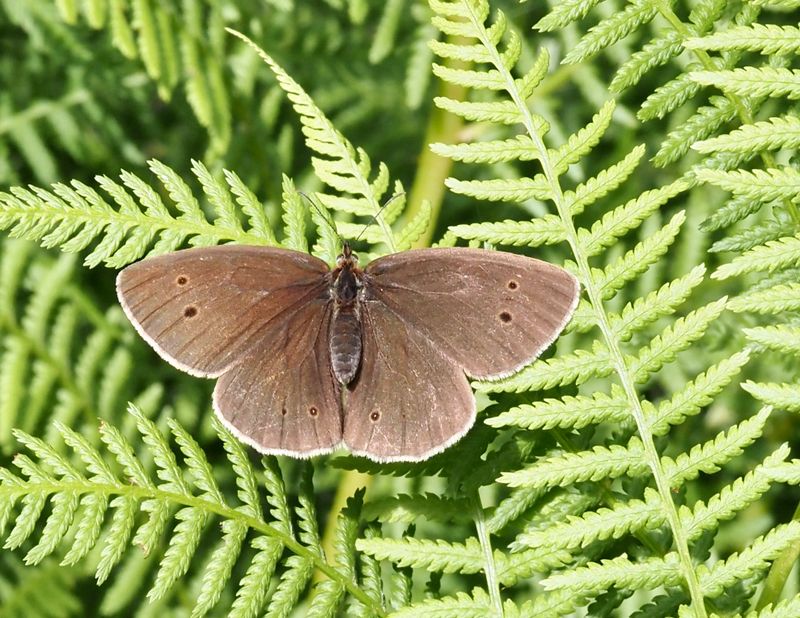 Ringlet, Luktgrsfjril   (Aphantopus hyperantus).jpg