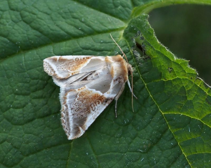 Buff Arches, Bandad hallonspinnare    (Habrosyne pyritoides).jpg