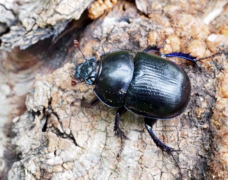 Skogstordyvel   (Geotrupes stercorosus.)jpg