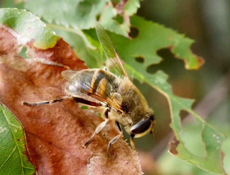 Dronefly, Storslamfluga   (Eristalis tenax).jpg