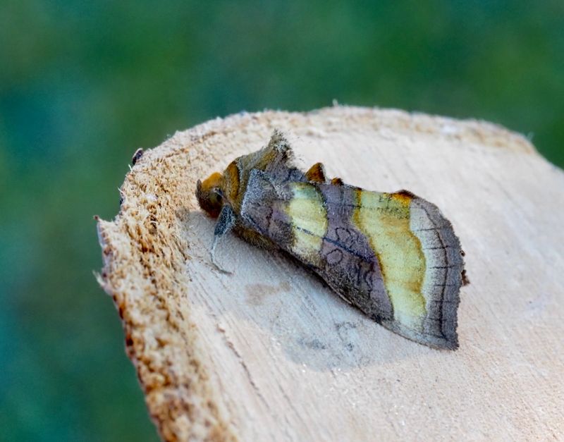 Grnglnsande metallfly, Burnished Brass  (Diachrysia chrysitis).jpg
