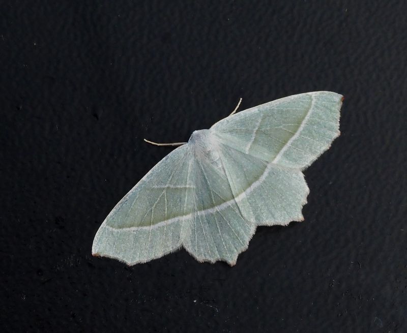 Blekgrön halvmätare, Light Emerald (Campaea margaritata).jpg