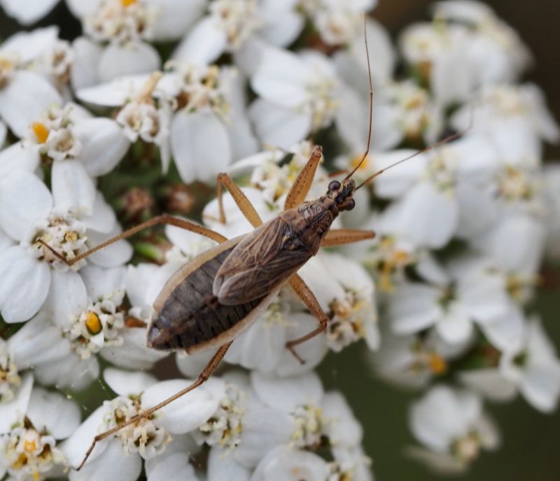 Nabis flavomarginatus.jpg