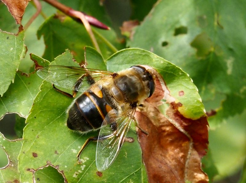 Eristalis tenax.jpg