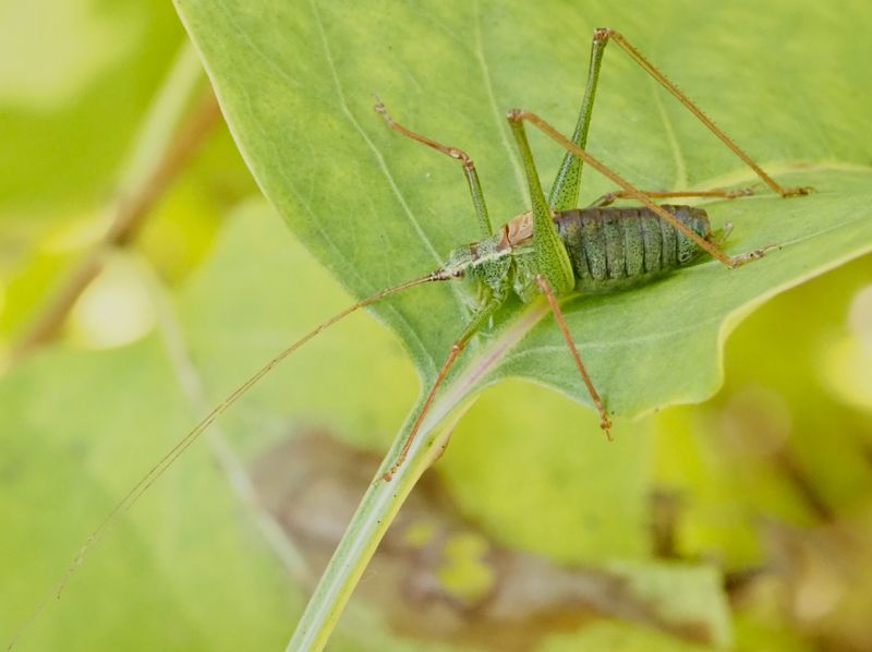 Lvvrtbitare, Speckled Bush-cricket (Leptophyes punctatissima).jpg