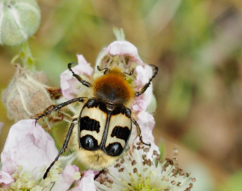 Bee beetle, Humlebagge,   (Trichius fasciatus).jpg