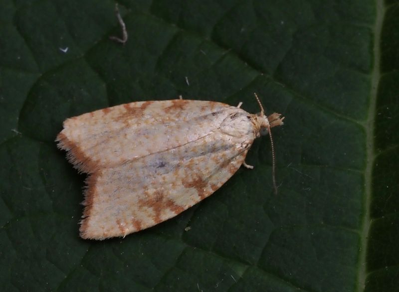 Gul ekbredvecklare (Aleimma loeflingiana).jpg