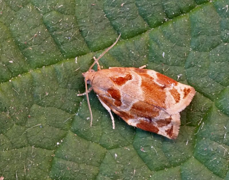 Trysommarvecklare (Archips xylosteanus).jpg