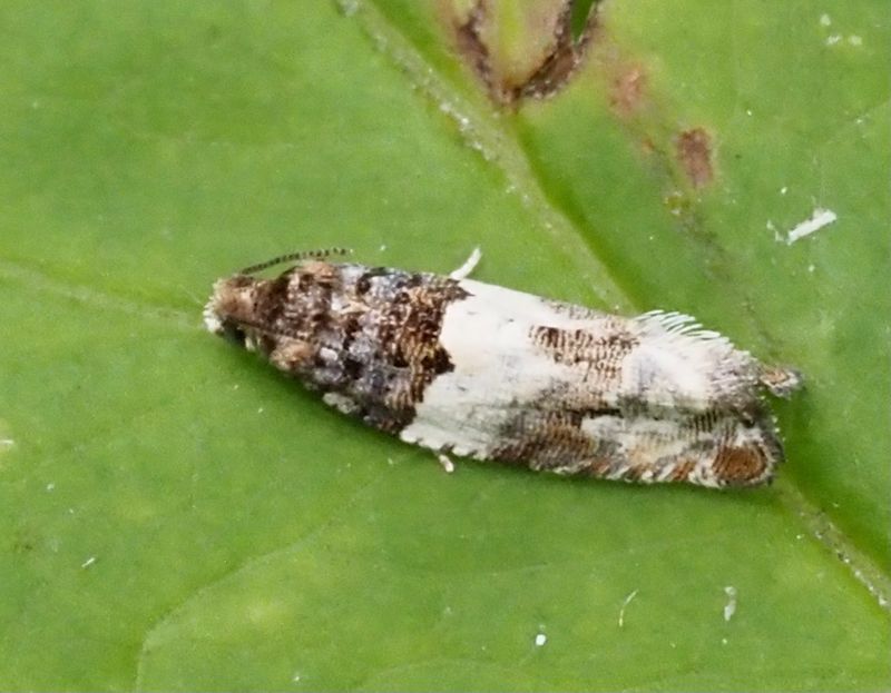 Aspskottvecklare (Gypsonoma sociana).jpg