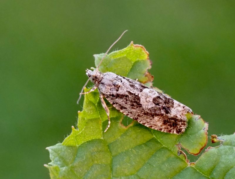 Ekklockvecklare (Zeiraphera isertana).jpg