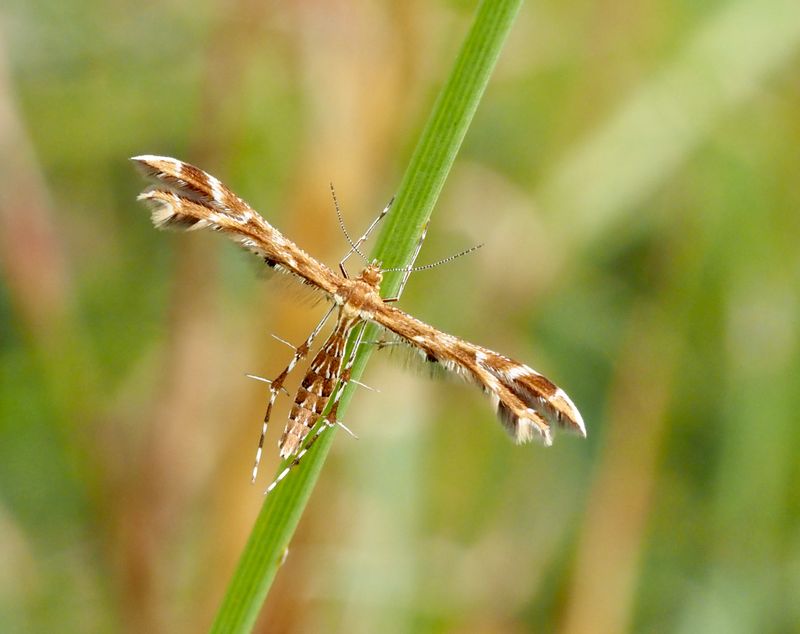 Grfibblefjdermott (Oxyptilus pilosellae).jpg