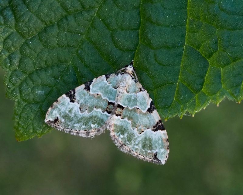 Grsgrn fltmtare, Colostygia pectinataria.jpg