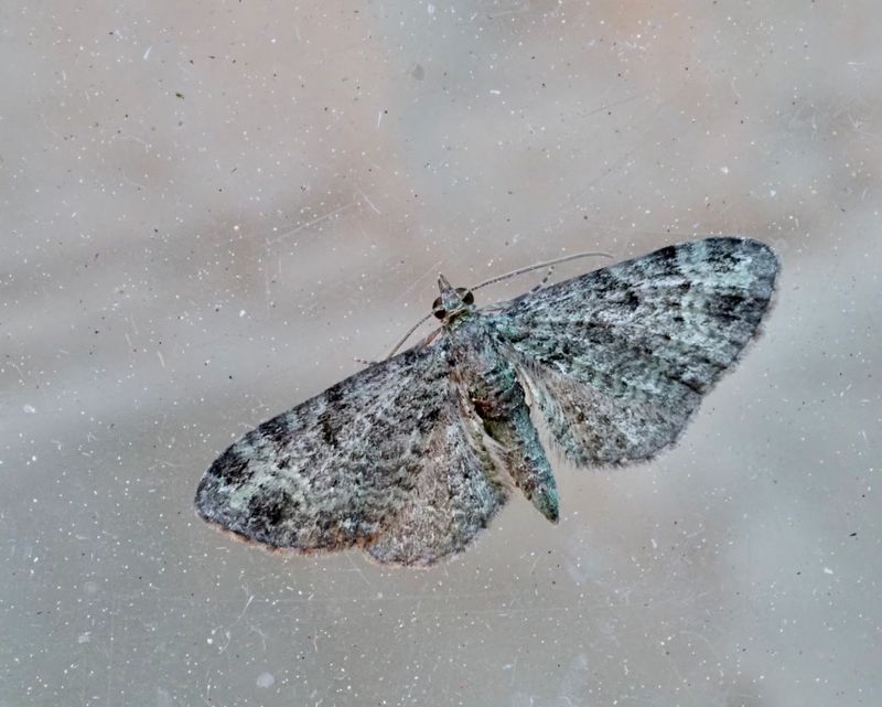 Pasiphila rectangulata, Grön malmätare.jpg