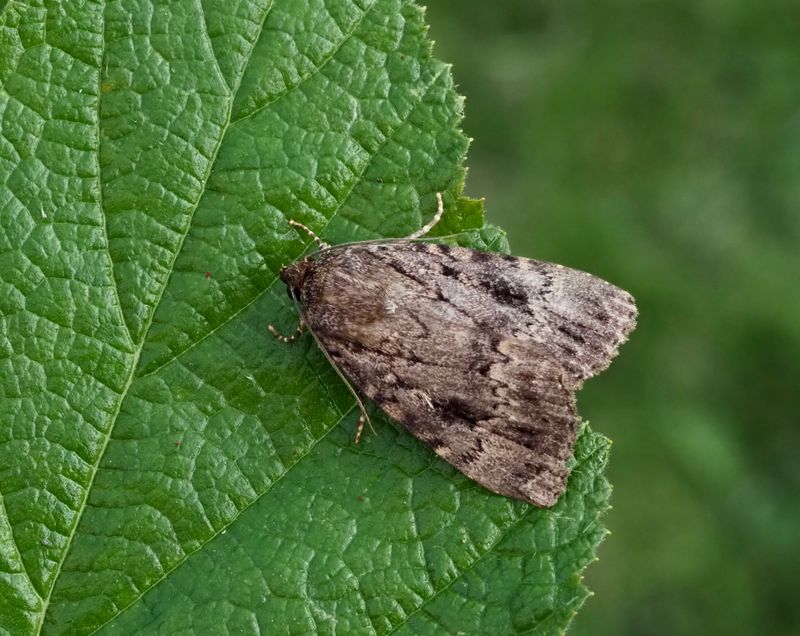 Buskflyn, Amphipyra sp.