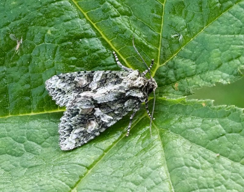 Grönbrunt ekfly, Brindled green, Dryobotodes eremita