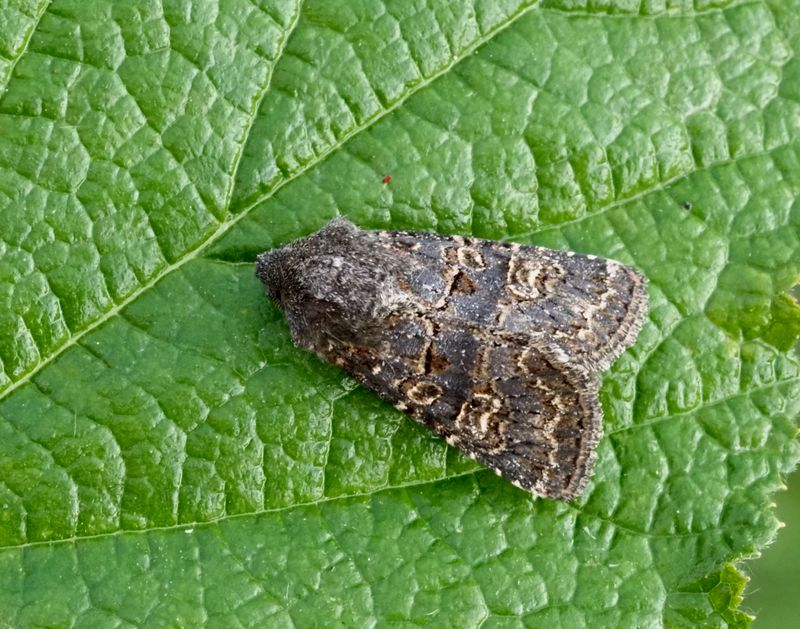 Tholera cespitis.jpg
