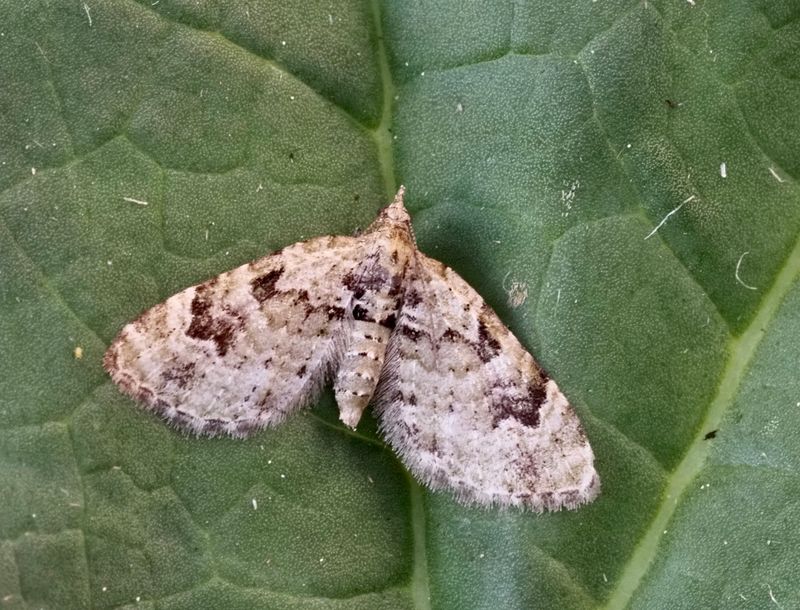 Kronmalmätare (Chloroclystis vata).jpg