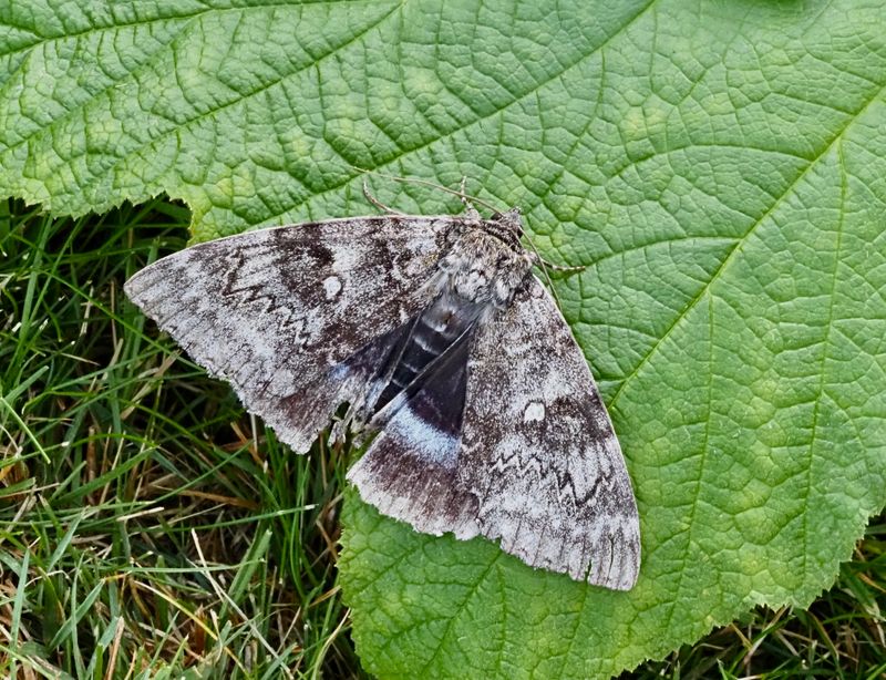 Clifton Nonpareil, Blåbandat ordensfly (Catocala fraxini).jpg