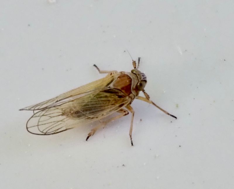 Javesella pellucida.jpg