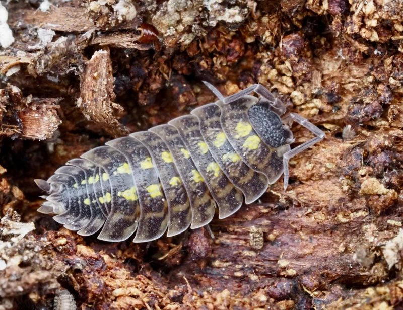 Porcellio spinicornis.jpg