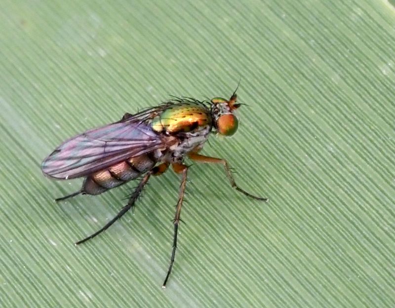 Dolichopus popularis.jpg