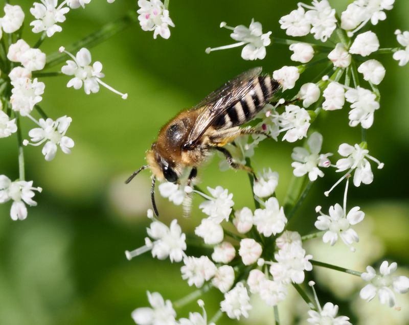 Lusernbi (Melitta leporina).jpg