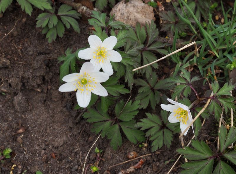 Anemone nemorosa, Vitsippa, Wood anemone. jpeg