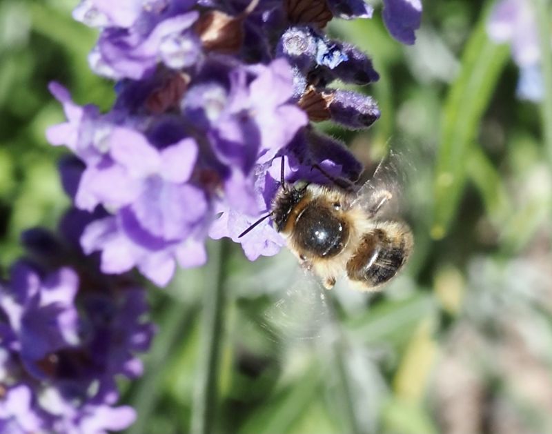 Anthophora quadrimaculata, Örtagårdsbi .jpg