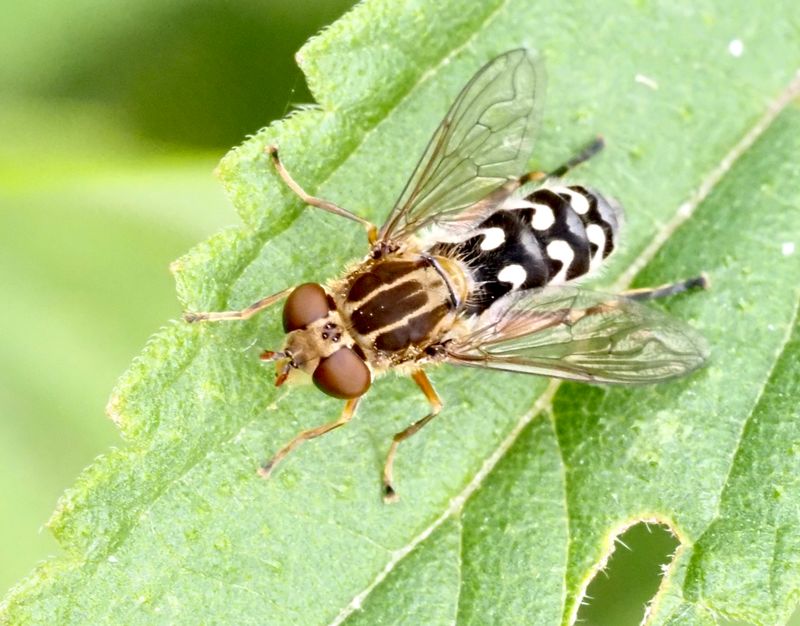  Anasimyia contracta Midjedammblomfluga.jpg