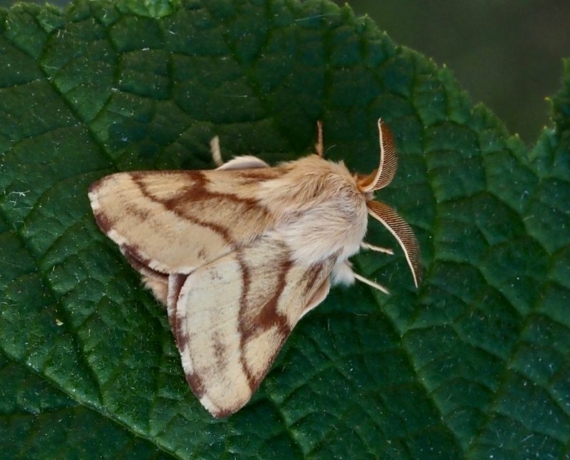 Macalosoma neustria, Ground Lackey ngsringspinnare.jpg