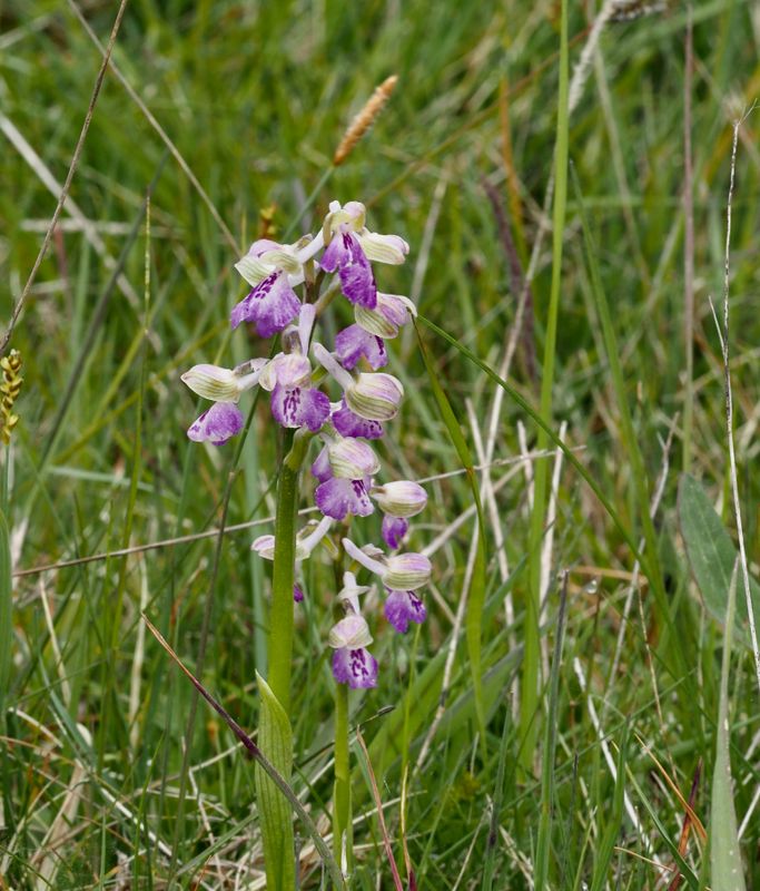 Anacamptis morio Gknycklar..jpeg
