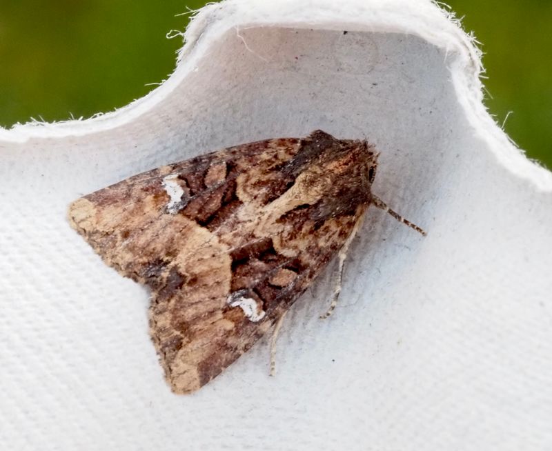 Buskngsfly, Apamea remissa