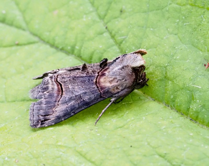 Abrostola triplasia, Brungult nsselfly