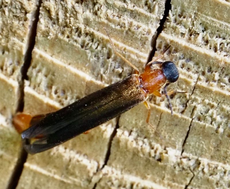 Varvfluga, Lymexylon navale,  Lymexylonidae