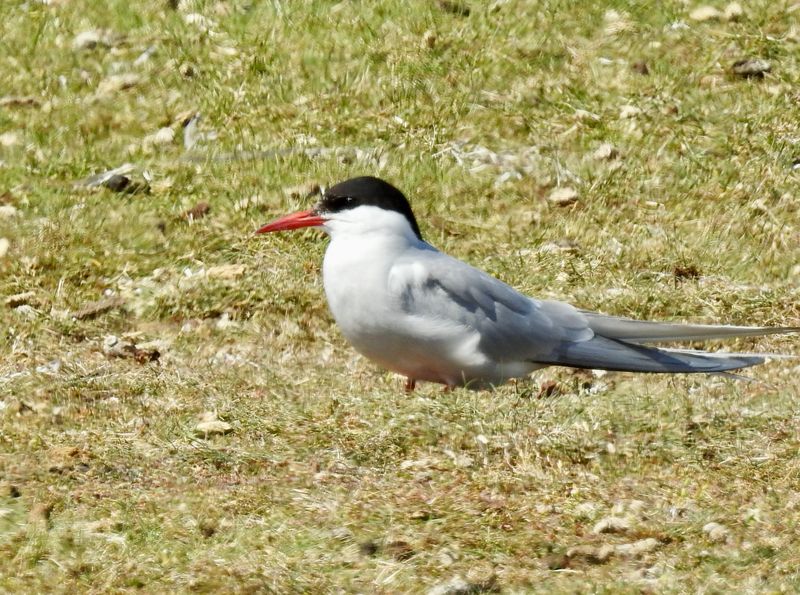 Arctic Tern, Silvertärna (Sterna paradisaea).jpg