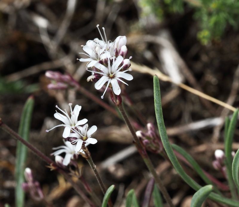 Såpört, Gypsophila fastigiata