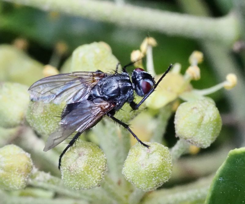 RHINOPHORIDAE, Phyto melanocephala. jpeg