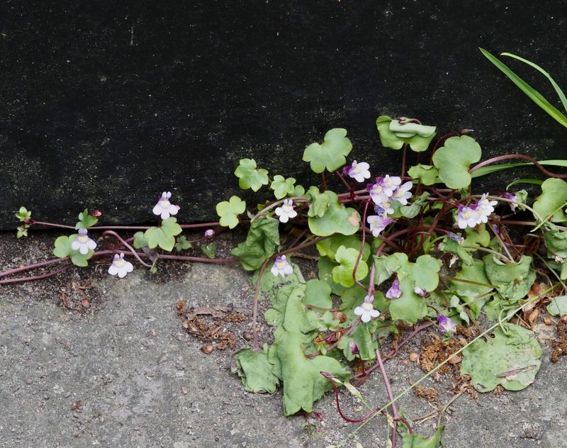 Murreva, Cymbalaria muralis .jpeg