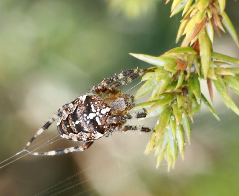 Korsspindel, Araneus diadematus