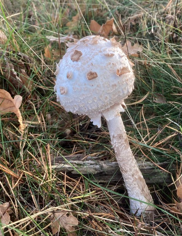 Chlorophyllum rachodes