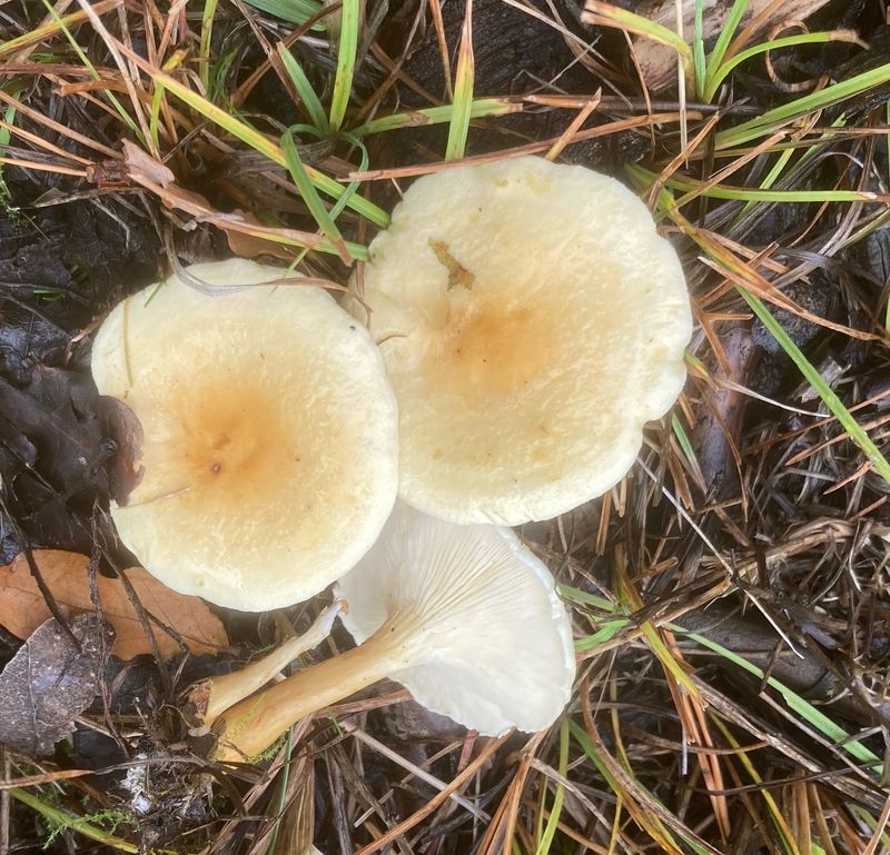 Blek narrkantarell, Hygrophoropsis pallida