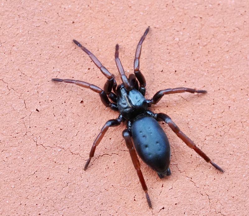Fältsvartspindel, Trachyzelotes pedestris