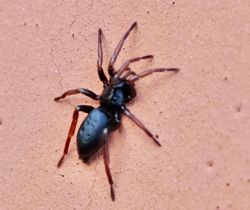 Fältsvartspindel, Trachyzelotes pedestris