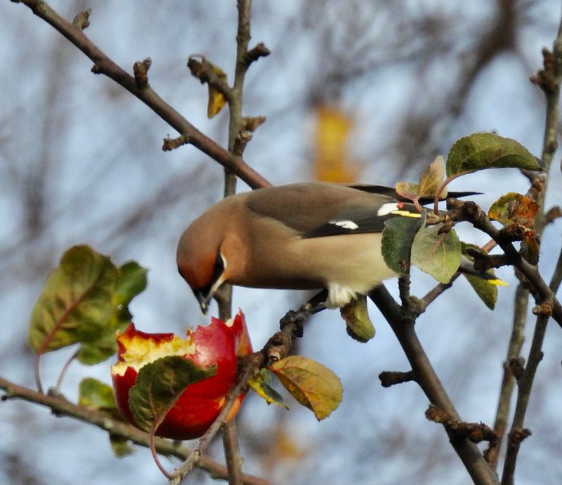 Bohemian waxwing, Parkv 25 .jpeg