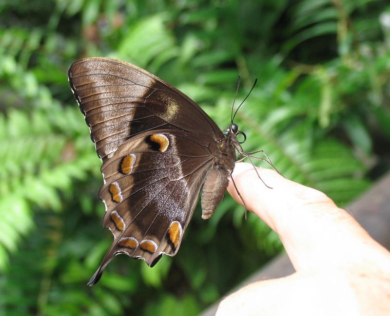 Ulysses butterfly, Papilio ulysses. jpeg