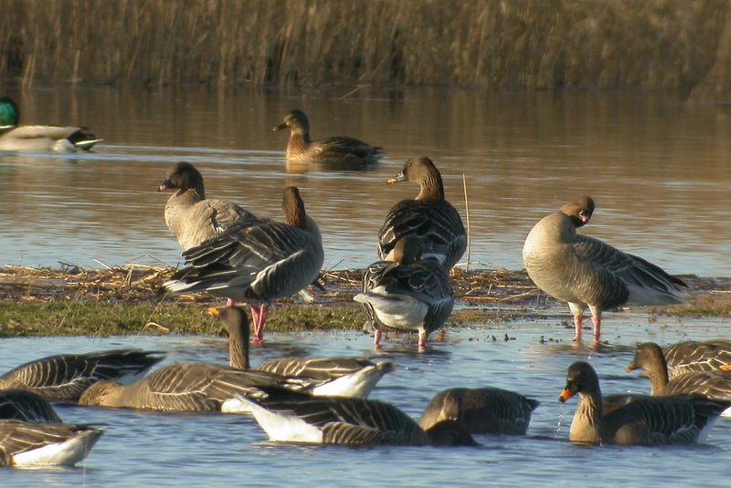 Spetsbergsgås, Pink-fotted goose, Anser brachyrhynchus. .jpeg