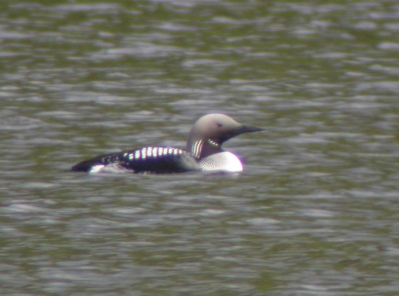 Storlom, Black-throated Diver, Gavia arctica.