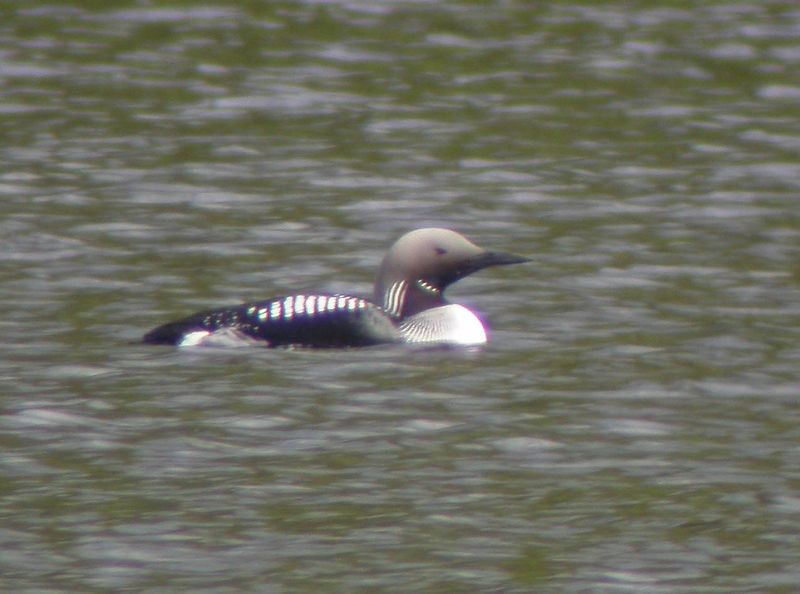 Storlom, Black-throated Diver, Gavia arctica. 